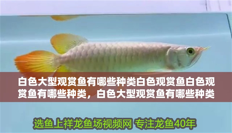 白色大型觀賞魚有哪些種類白色觀賞魚白色觀賞魚有哪些種類，白色大型觀賞魚有哪些種類