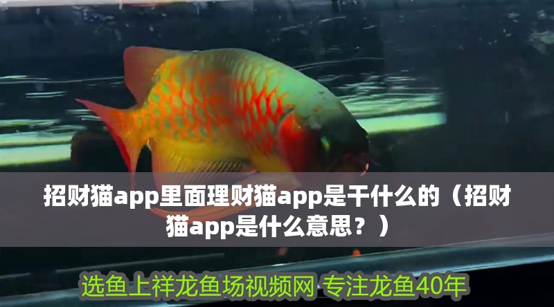 招財貓app里面理財貓app是干什么的（招財貓app是什么意思？） 招財貓app里面理財貓app是干什么的（招財貓app是什么意思？） 觀賞魚百科