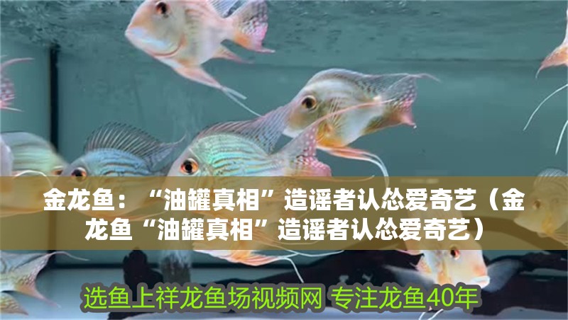 金龍魚：“油罐真相”造謠者認(rèn)慫愛奇藝（金龍魚“油罐真相”造謠者認(rèn)慫愛奇藝）