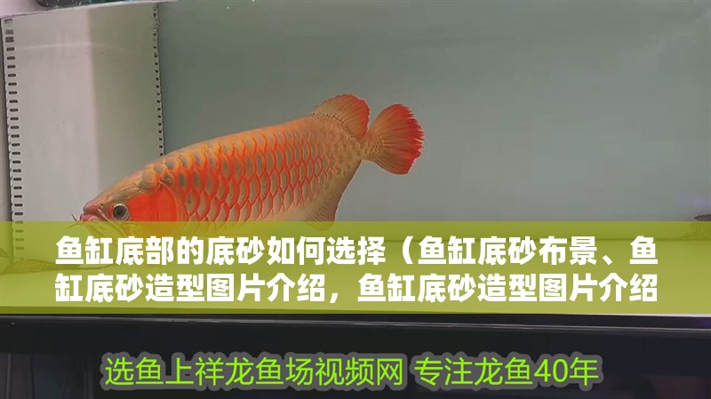 魚缸底部的底砂如何選擇（魚缸底砂布景、魚缸底砂造型圖片介紹，魚缸底砂造型圖片介紹）