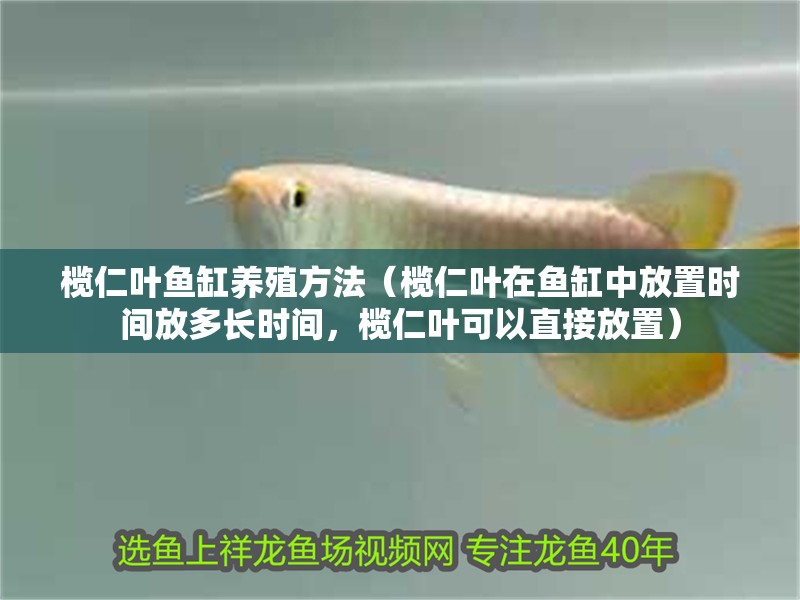 欖仁葉魚缸養殖方法（欖仁葉在魚缸中放置時間放多長時間，欖仁葉可以直接放置）