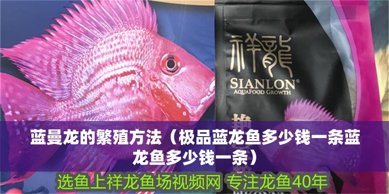 藍曼龍的繁殖方法（極品藍龍魚多少錢一條藍龍魚多少錢一條）