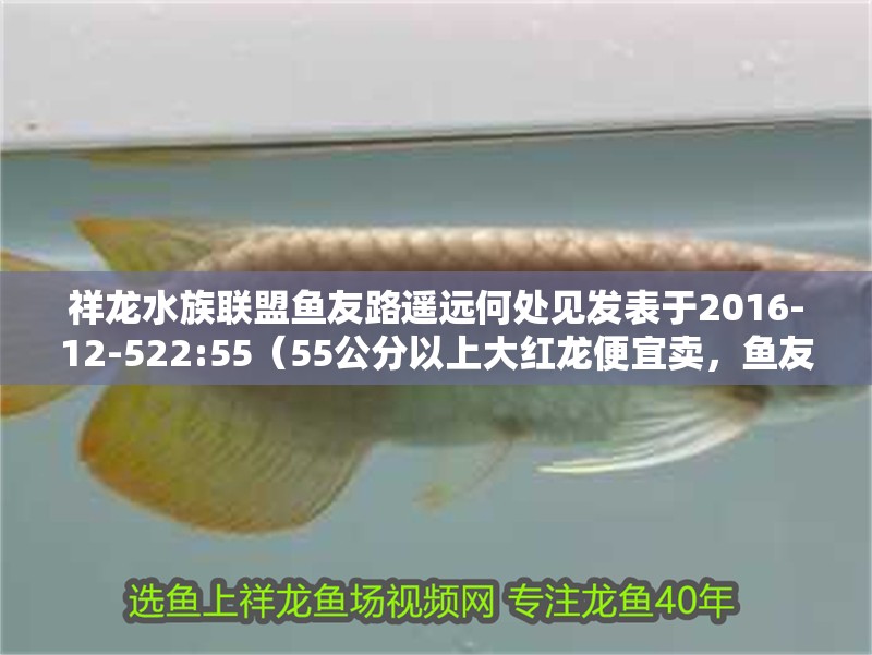 祥龍水族聯(lián)盟魚友路遙遠何處見發(fā)表于2016-12-522:55（55公分以上大紅龍便宜賣，魚友路遙遠何處見發(fā)表）