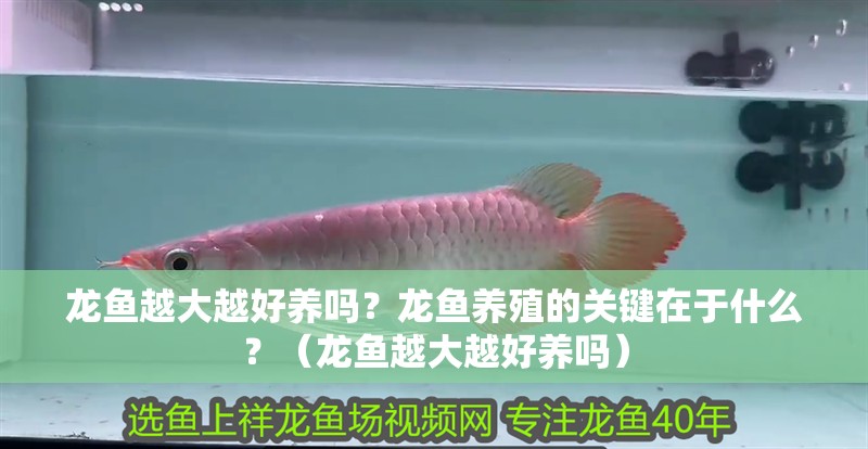 龍魚越大越好養嗎？龍魚養殖的關鍵在于什么？（龍魚越大越好養嗎）