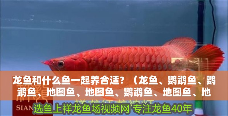 龍魚和什么魚一起養合適？（龍魚、鸚鵡魚、鸚鵡魚、地圖魚、地圖魚、鸚鵡魚、地圖魚、地圖魚）