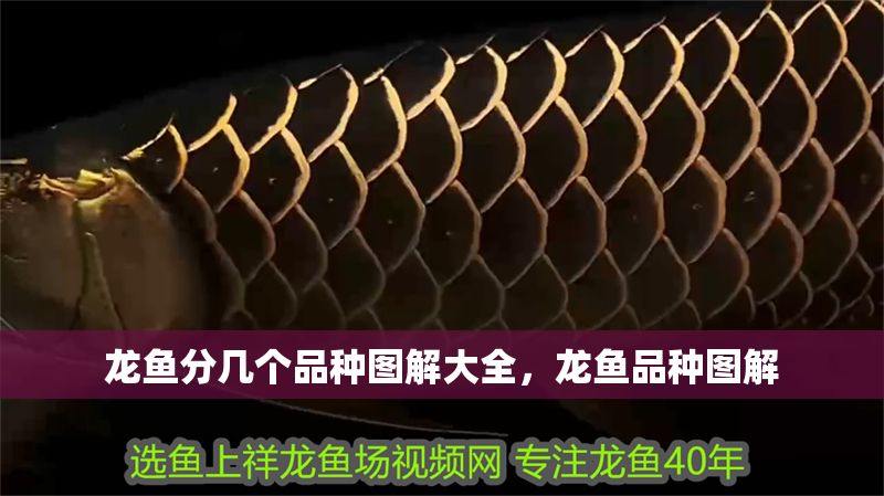 龍魚分幾個品種圖解大全，龍魚品種圖解