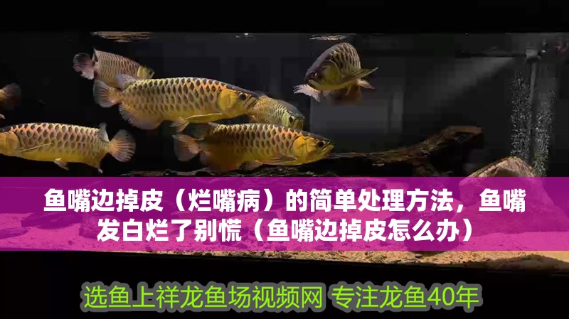 魚嘴邊掉皮（爛嘴病）的簡單處理方法，魚嘴發(fā)白爛了別慌（魚嘴邊掉皮怎么辦）