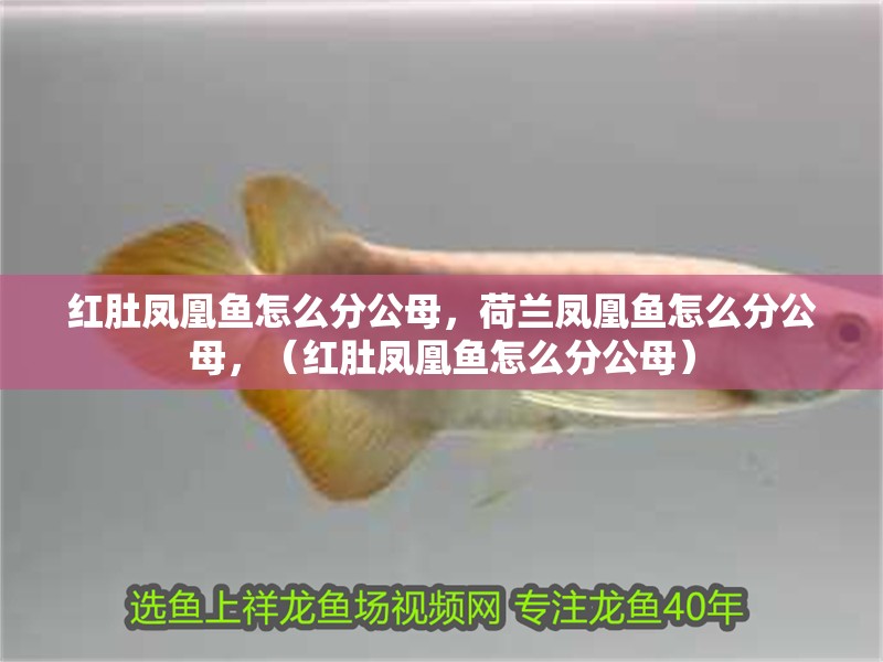 紅肚鳳凰魚怎么分公母，荷蘭鳳凰魚怎么分公母，（紅肚鳳凰魚怎么分公母）