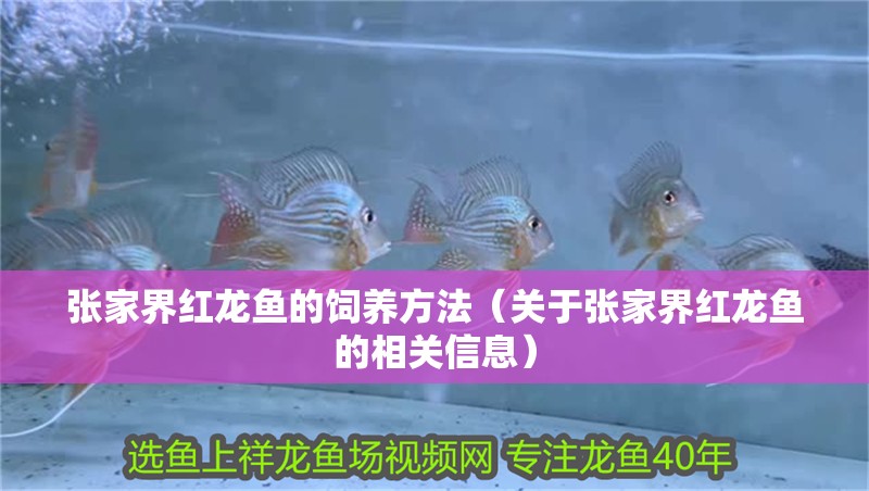 張家界紅龍魚的飼養方法（關于張家界紅龍魚的相關信息）