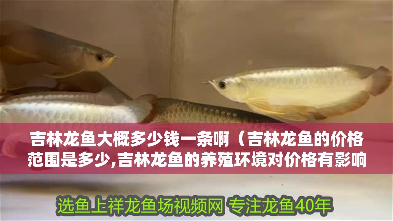 吉林龍魚大概多少錢一條啊（吉林龍魚的價(jià)格范圍是多少,吉林龍魚的養(yǎng)殖環(huán)境對價(jià)格有影響嗎）