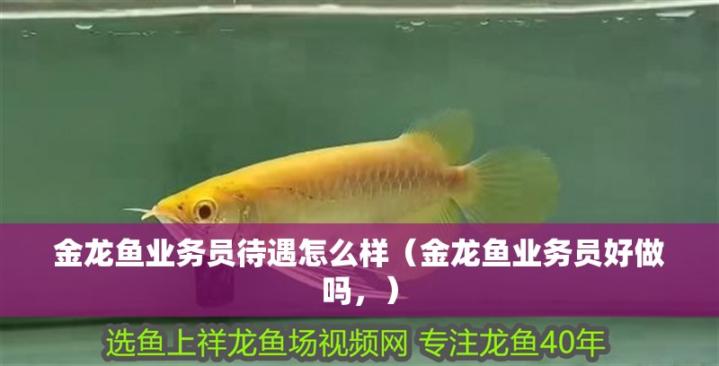 金龍魚(yú)業(yè)務(wù)員待遇怎么樣（金龍魚(yú)業(yè)務(wù)員好做嗎，）