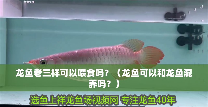 龍魚老三樣可以喂食嗎？（龍魚可以和龍魚混養嗎？）