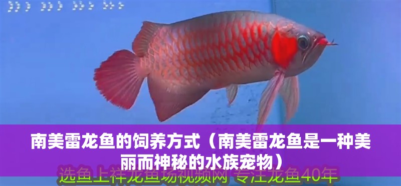 南美雷龍魚的飼養(yǎng)方式（南美雷龍魚是一種美麗而神秘的水族寵物）