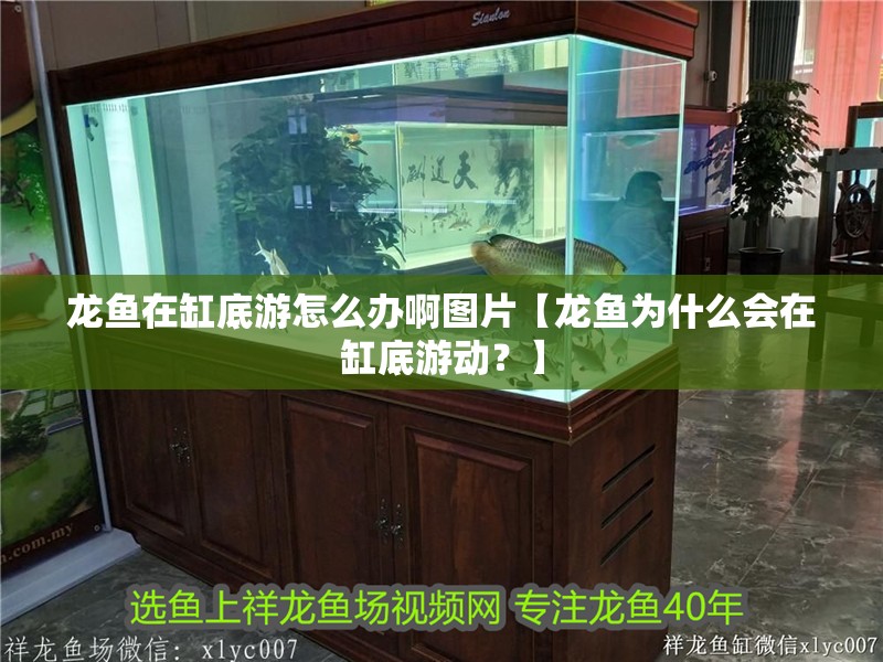 龍魚在缸底游怎么辦啊圖片【龍魚為什么會在缸底游動？】