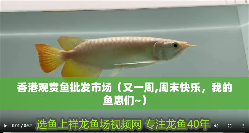 香港觀賞魚批發市場（又一周,周末快樂，我的魚崽們~）