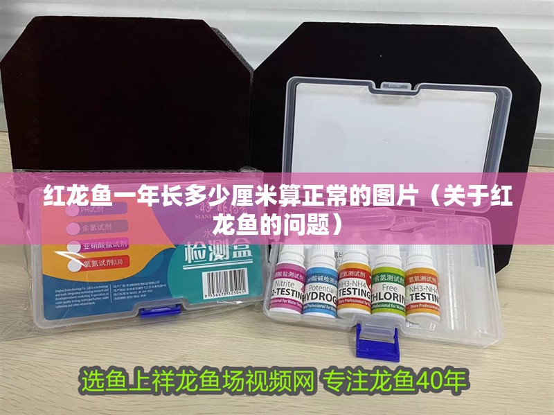 紅龍魚一年長多少厘米算正常的圖片（關于紅龍魚的問題）