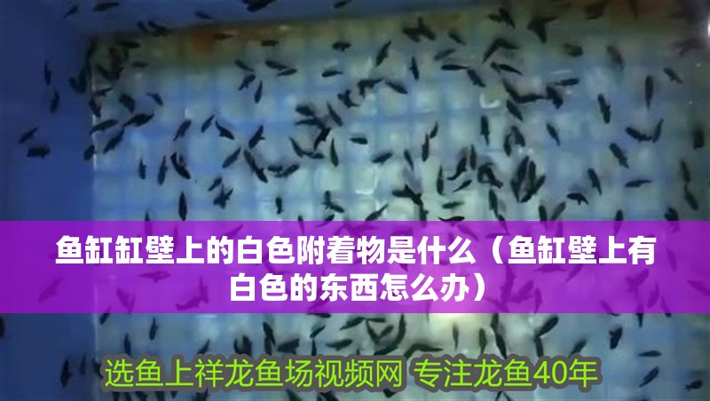 魚缸缸壁上的白色附著物是什么（魚缸壁上有白色的東西怎么辦）