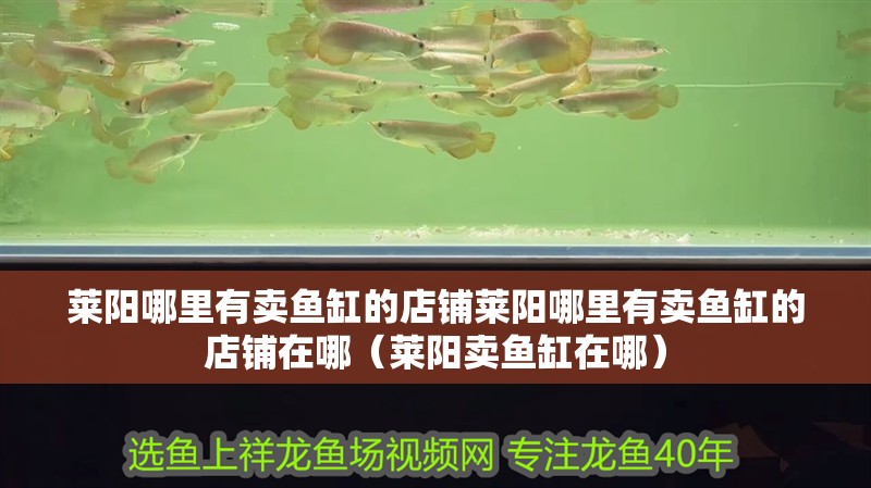 萊陽哪里有賣魚缸的店鋪萊陽哪里有賣魚缸的店鋪在哪（萊陽賣魚缸在哪） 萊陽哪里有賣魚缸的店鋪萊陽哪里有賣魚缸的店鋪在哪（萊陽賣魚缸在哪） 觀賞魚百科 第2張