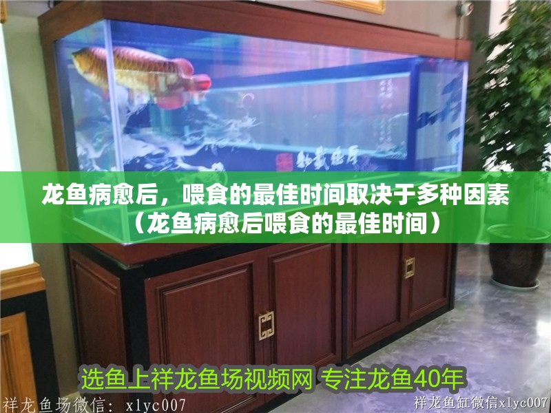 龍魚病愈后，喂食的最佳時間取決于多種因素（龍魚病愈后喂食的最佳時間）