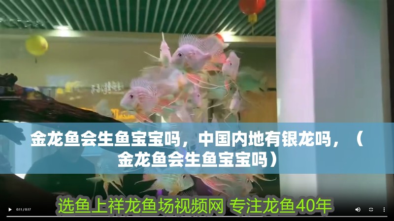金龍魚會生魚寶寶嗎，中國內地有銀龍嗎，（金龍魚會生魚寶寶嗎）