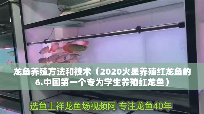 龍魚養殖方法和技術（2020火星養殖紅龍魚的6.中國第一個專為學生養殖紅龍魚）