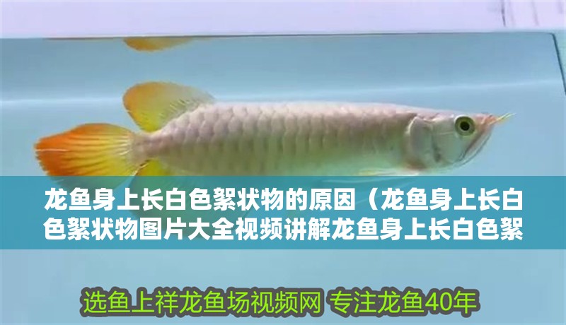 龍魚身上長白色絮狀物的原因（龍魚身上長白色絮狀物圖片大全視頻講解龍魚身上長白色絮狀物的原因） 龍魚身上長白色絮狀物的原因（龍魚身上長白色絮狀物圖片大全視頻講解龍魚身上長白色絮狀物的原因） 觀賞魚百科 第2張