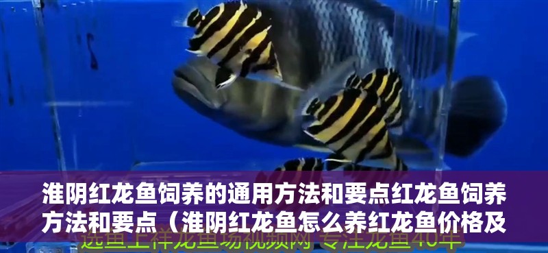 淮陰紅龍魚飼養的通用方法和要點紅龍魚飼養方法和要點（淮陰紅龍魚怎么養紅龍魚價格及圖片欣賞大全）
