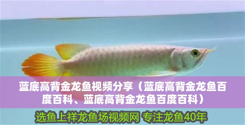 藍底高背金龍魚視頻分享（藍底高背金龍魚百度百科、藍底高背金龍魚百度百科）