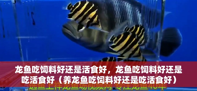 龍魚吃飼料好還是活食好，龍魚吃飼料好還是吃活食好（養龍魚吃飼料好還是吃活食好）