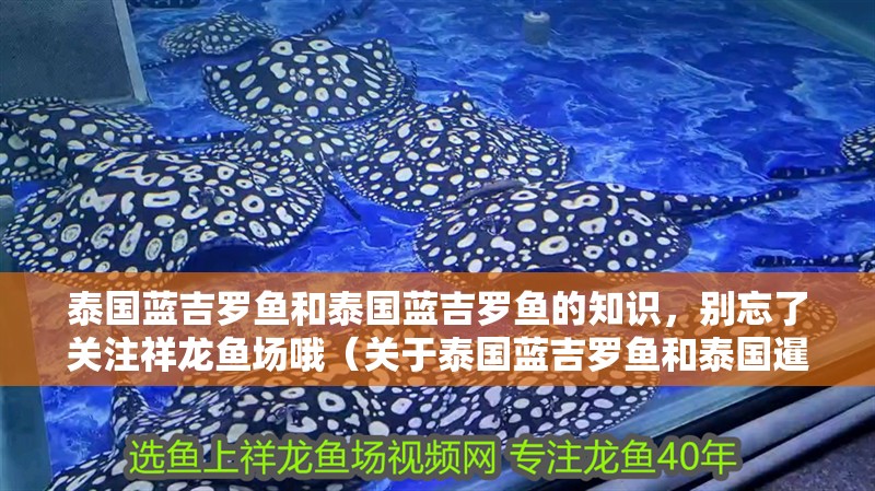 泰國藍吉羅魚和泰國藍吉羅魚的知識，別忘了關注祥龍魚場哦（關于泰國藍吉羅魚和泰國暹羅魚的介紹）