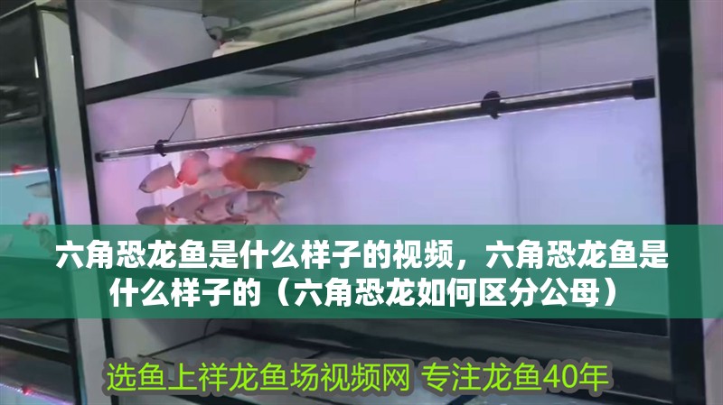 六角恐龍魚是什么樣子的視頻，六角恐龍魚是什么樣子的（六角恐龍如何區分公母）
