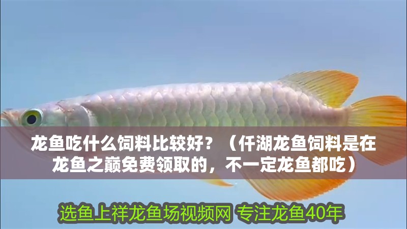 龍魚吃什么飼料比較好？（仟湖龍魚飼料是在龍魚之巔免費領取的，不一定龍魚都吃）