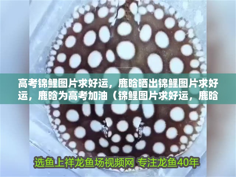 高考錦鯉圖片求好運，鹿晗曬出錦鯉圖片求好運，鹿晗為高考加油（錦鯉圖片求好運，鹿晗為高考生加油，鹿晗曬自制表情包）