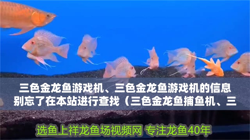 三色金龍魚游戲機、三色金龍魚游戲機的信息別忘了在本站進行查找（三色金龍魚捕魚機、三色金龍魚游戲機的介紹）
