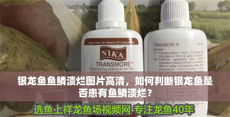 銀龍魚魚鱗潰爛圖片高清，如何判斷銀龍魚是否患有魚鱗潰爛？