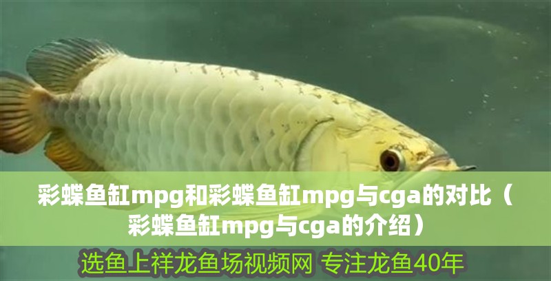彩蝶魚缸mpg和彩蝶魚缸mpg與cga的對比（彩蝶魚缸mpg與cga的介紹）