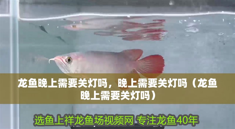 龍魚晚上需要關(guān)燈嗎，晚上需要關(guān)燈嗎（龍魚晚上需要關(guān)燈嗎）