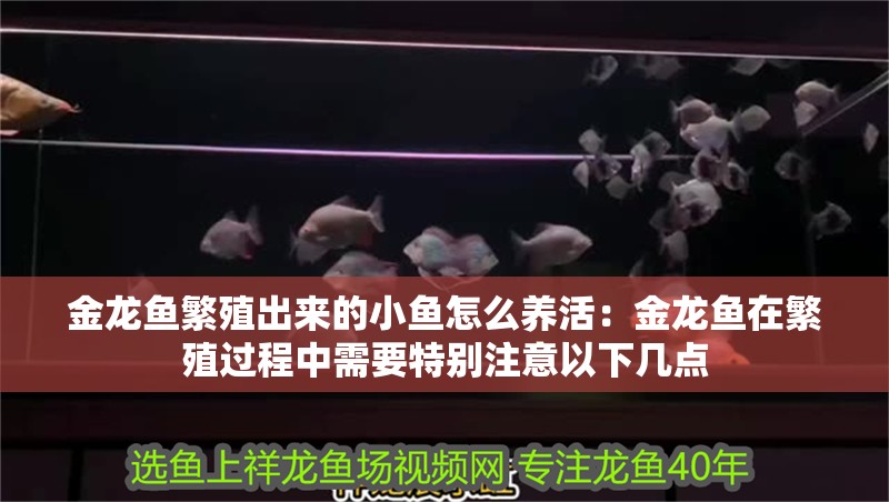 金龍魚繁殖出來的小魚怎么養(yǎng)活：金龍魚在繁殖過程中需要特別注意以下幾點