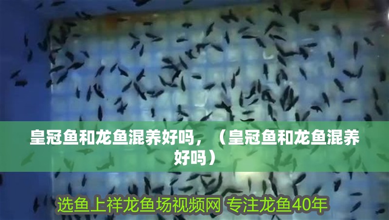 皇冠魚和龍魚混養好嗎，（皇冠魚和龍魚混養好嗎）