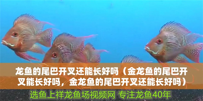 龍魚的尾巴開叉還能長好嗎（金龍魚的尾巴開叉能長好嗎，金龍魚的尾巴開叉還能長好嗎）