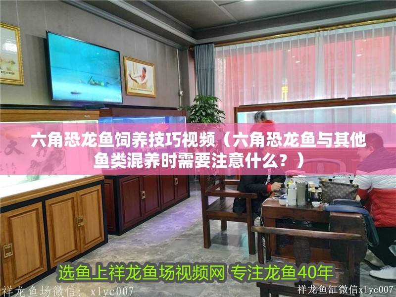 六角恐龍魚飼養技巧視頻（六角恐龍魚與其他魚類混養時需要注意什么？）
