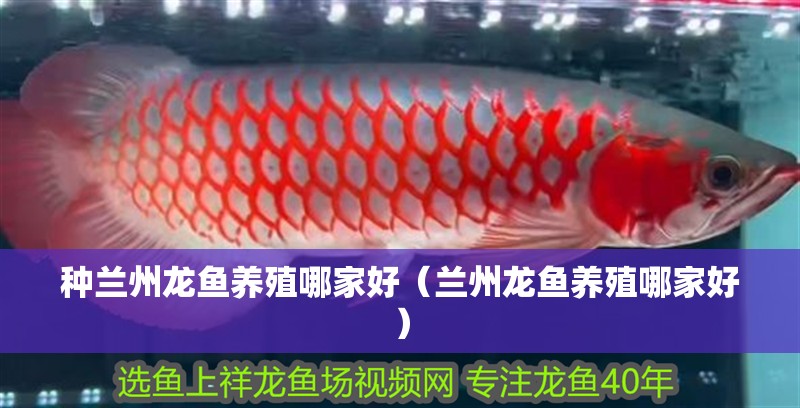 種蘭州龍魚養(yǎng)殖哪家好（蘭州龍魚養(yǎng)殖哪家好） 種蘭州龍魚養(yǎng)殖哪家好（蘭州龍魚養(yǎng)殖哪家好） 觀賞魚百科