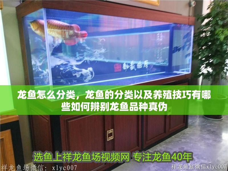 龍魚怎么分類，龍魚的分類以及養殖技巧有哪些如何辨別龍魚品種真偽 龍魚怎么分類，龍魚的分類以及養殖技巧有哪些如何辨別龍魚品種真偽 龍魚百科 第2張