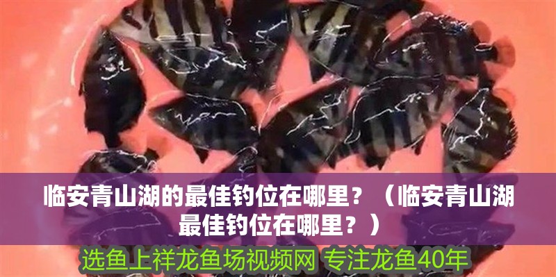 臨安青山湖的最佳釣位在哪里？（臨安青山湖最佳釣位在哪里？）