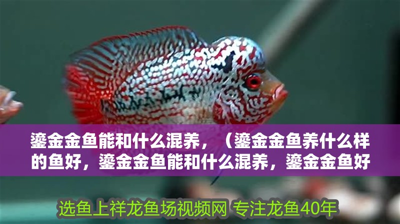 鎏金金魚能和什么混養，（鎏金金魚養什么樣的魚好，鎏金金魚能和什么混養，鎏金金魚好養）