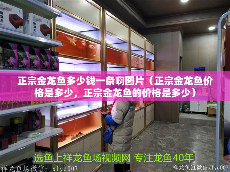 正宗金龍魚多少錢一條啊圖片（正宗金龍魚價格是多少，正宗金龍魚的價格是多少）