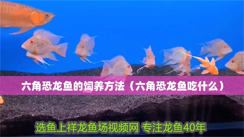 六角恐龍魚的飼養方法（六角恐龍魚吃什么）