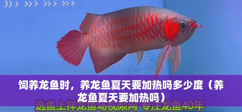 飼養龍魚時，養龍魚夏天要加熱嗎多少度（養龍魚夏天要加熱嗎）