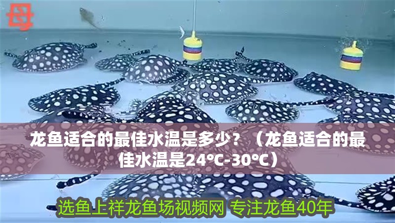 龍魚適合的最佳水溫是多少？（龍魚適合的最佳水溫是24℃-30℃）