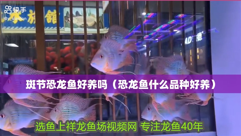 斑節恐龍魚好養嗎（恐龍魚什么品種好養）